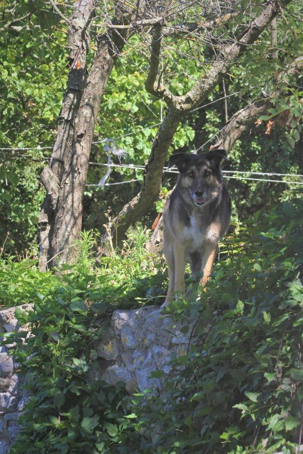 Studio Gard Calme Et Nature Russan Zewnętrze zdjęcie